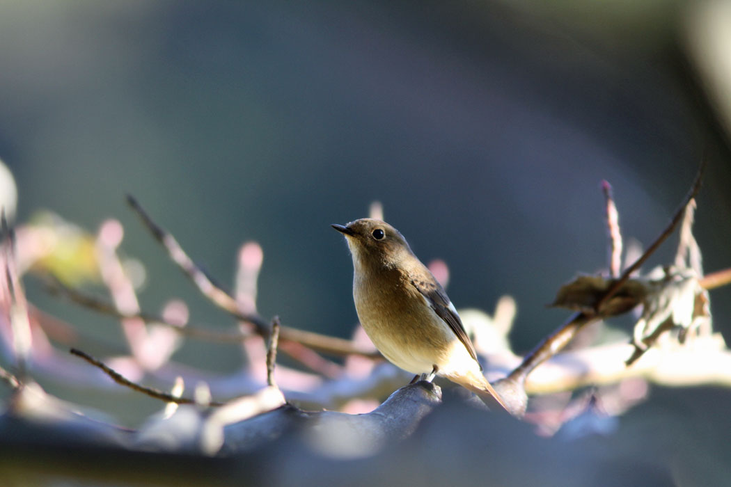 茅ヶ崎里山公園にもジョウビタキが来ましたネ 今年は、あちこちで会うことができます　ずっと居てくれるといいのだけれど